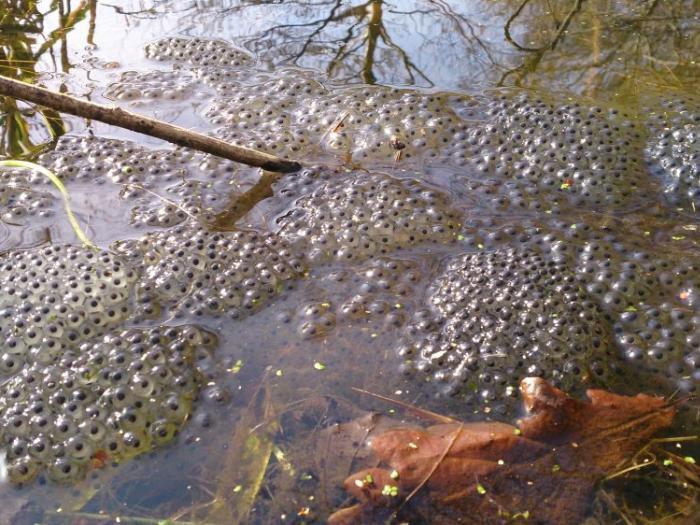 Sandstone Ridge Trust - It's Back! - Frogspawn Spotted