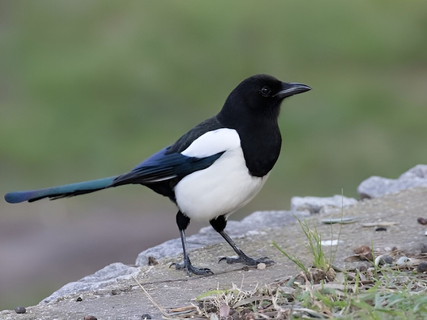 tanning melanotan European Magpie, Pica pica main image 0