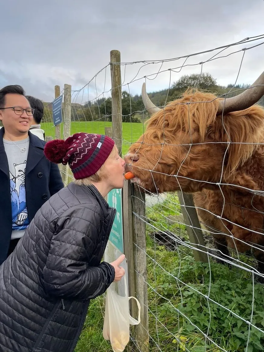 Feeding Time, Highland Coo