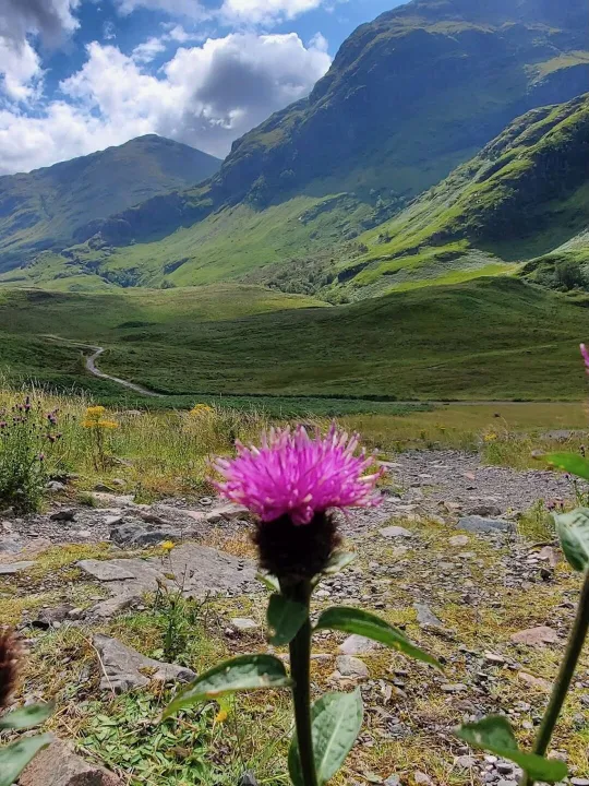 Thistle, 3 Sisters