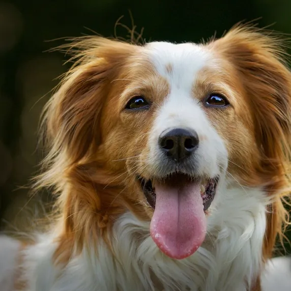 Selective focus shot of an adorable Kooikerhondje