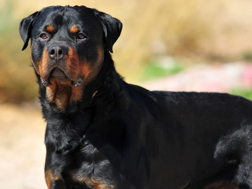 Rottweiler Dog Training