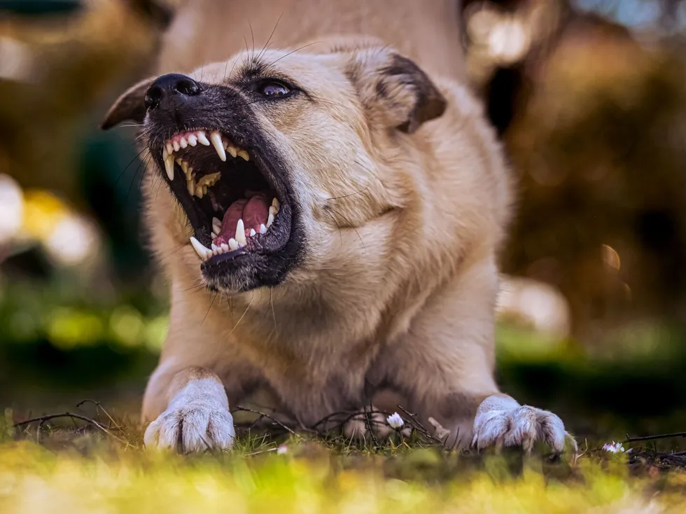Close-up of a snarling dog showing its teeth in