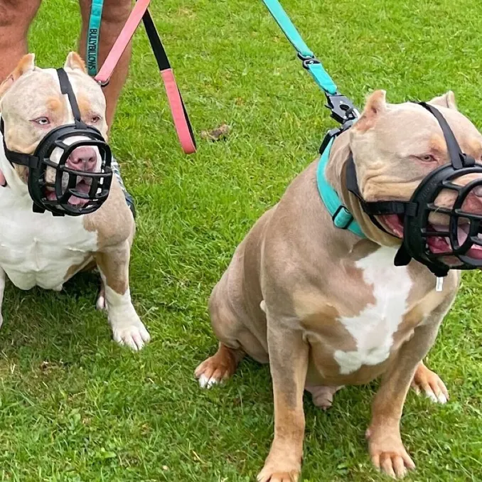 Two Dogs Playing in Field