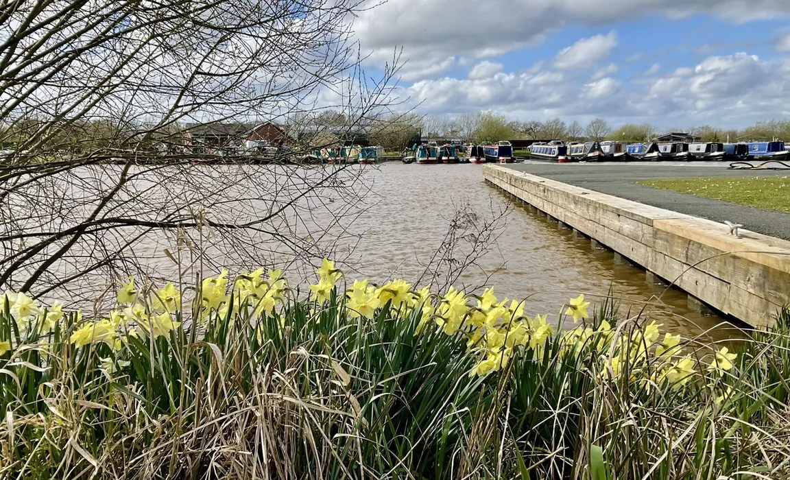 Daffodils
