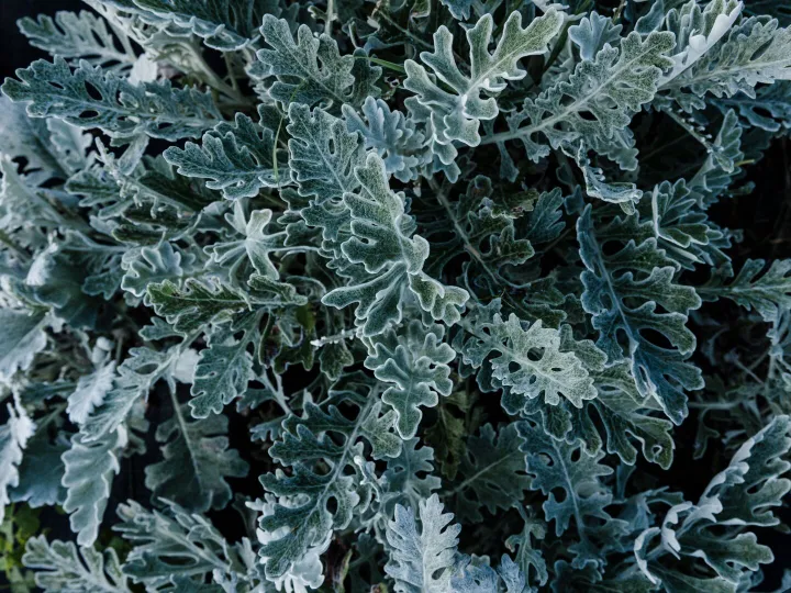 Frosted silver foliage catching low winter light