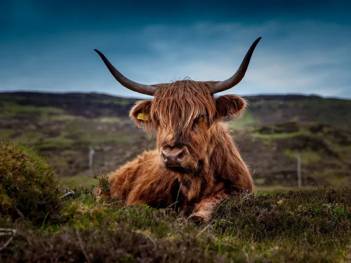 Cattle, animal, pasture, highland cattle, cow