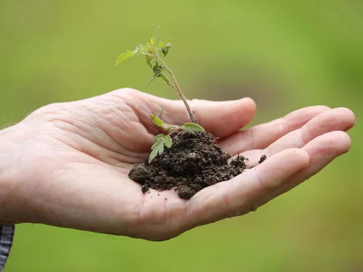 Planting, transplanting, cherry tomato, spring