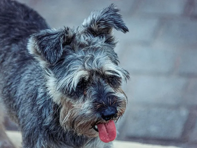 A miniature schnauzer out for a walk