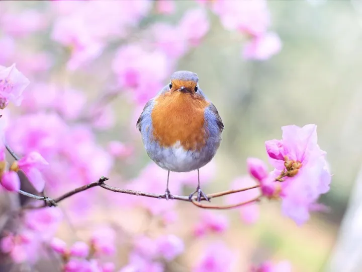 A robin perched on a blossom branch in a spring garden