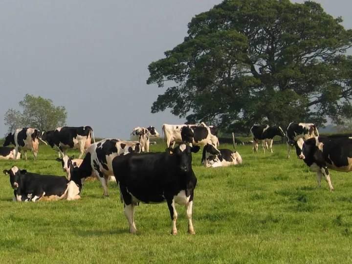 New book on GB's dairy cattle breeding history