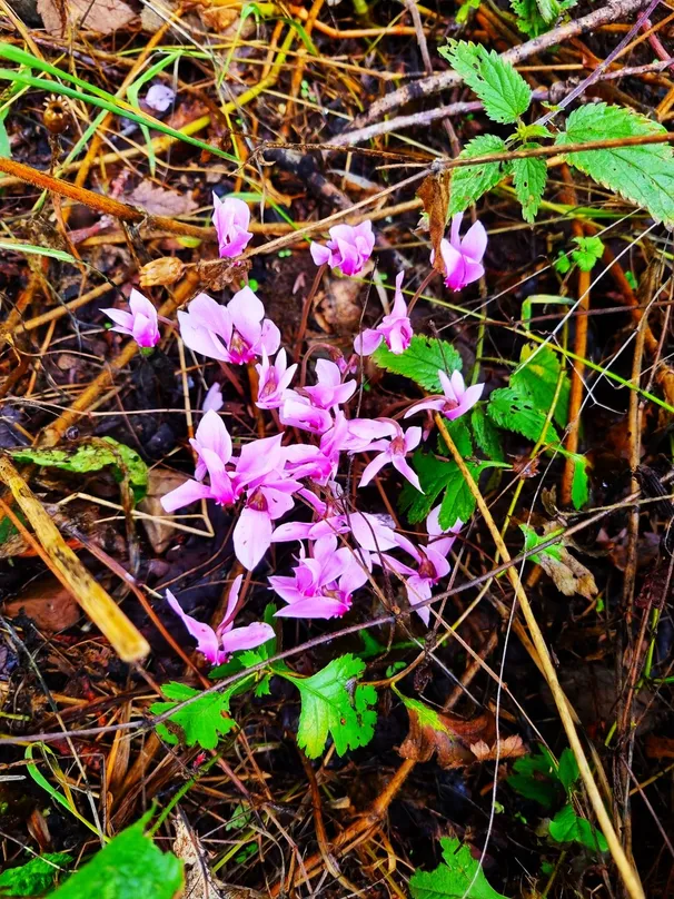 Cyclamen