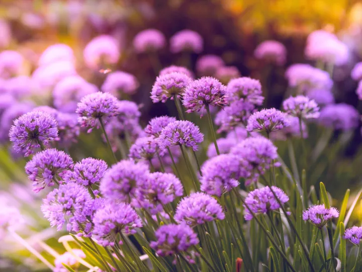 Beautiful purple flowers in full bloom, capturing