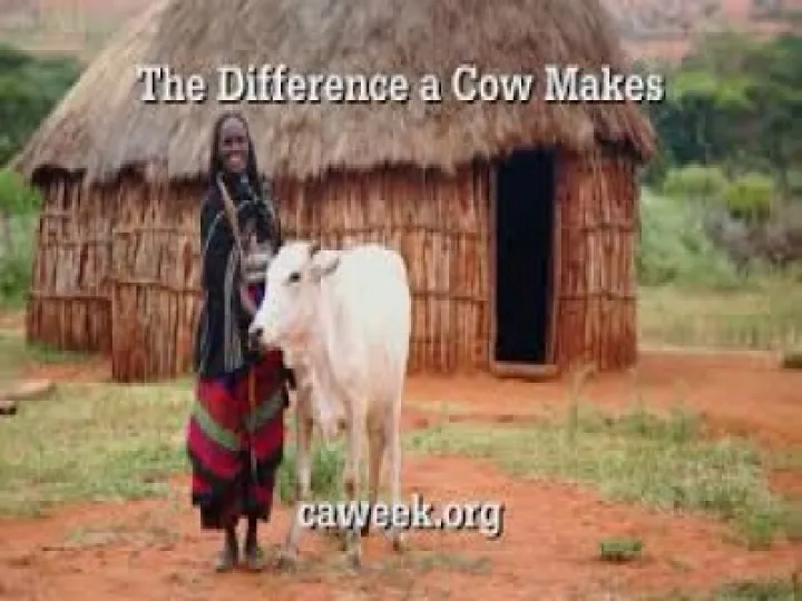 cow