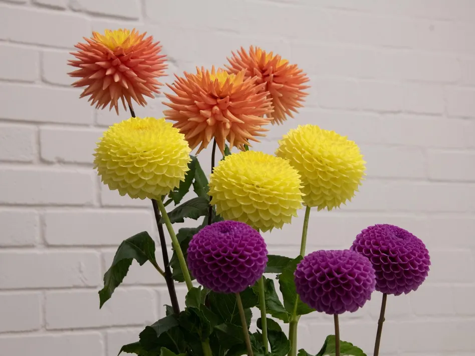 Flowers at HHS Show 2026