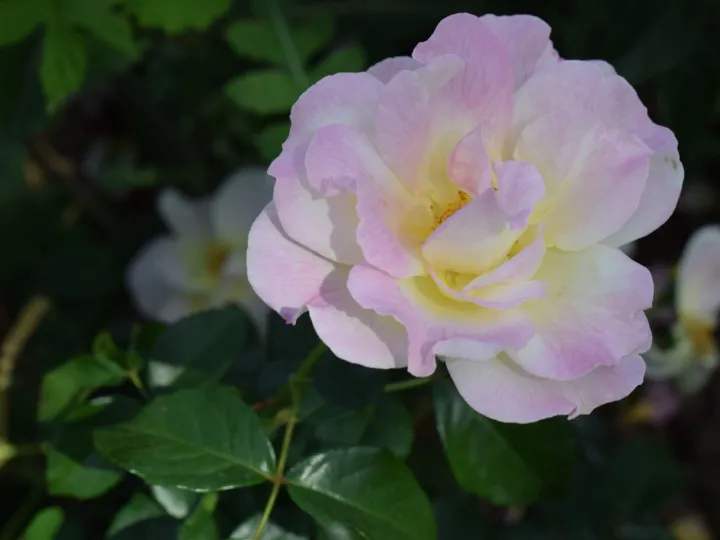 Funeral-Live-Streaming-Rose