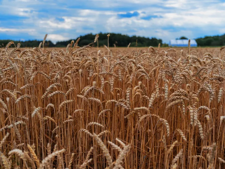 A golden wheat field under a blue sky with scattered clouds