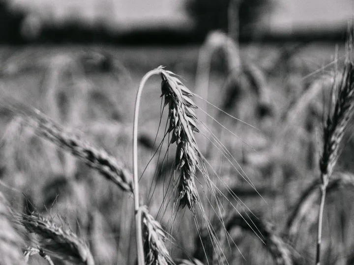 Artistic black and white close-up of wheat stalks