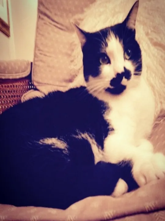 Elf the cat