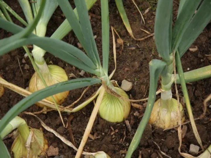 Know your onions?