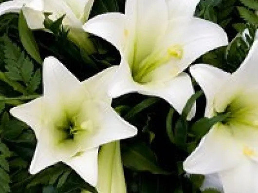 Funeral Flowers