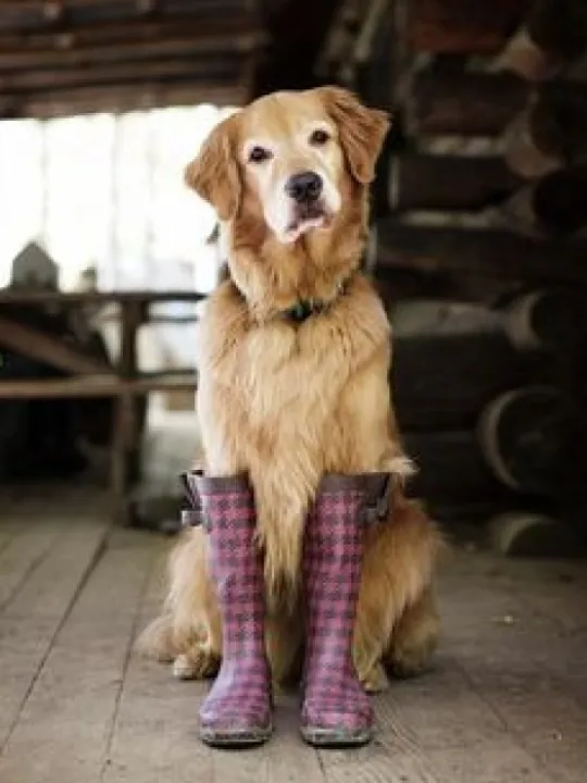 dog in wellies