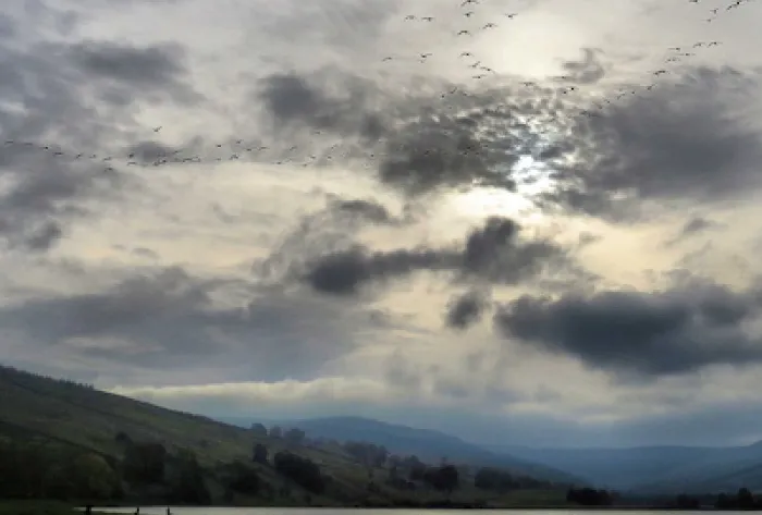 semerwater_geese_crop