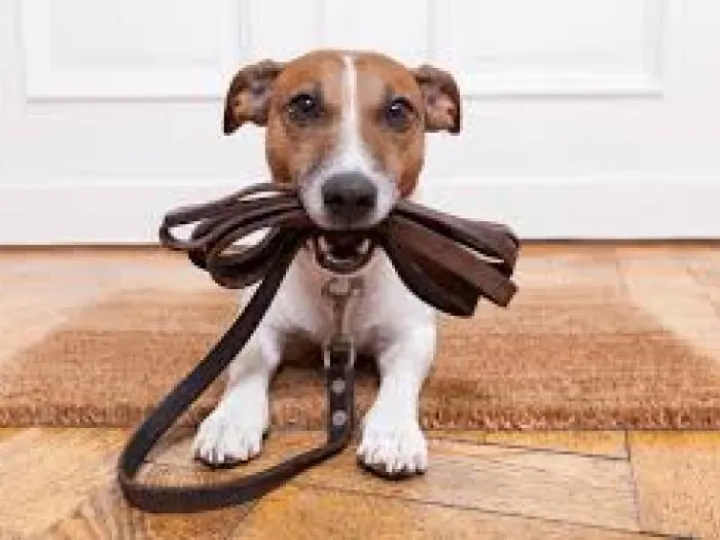 dog walk