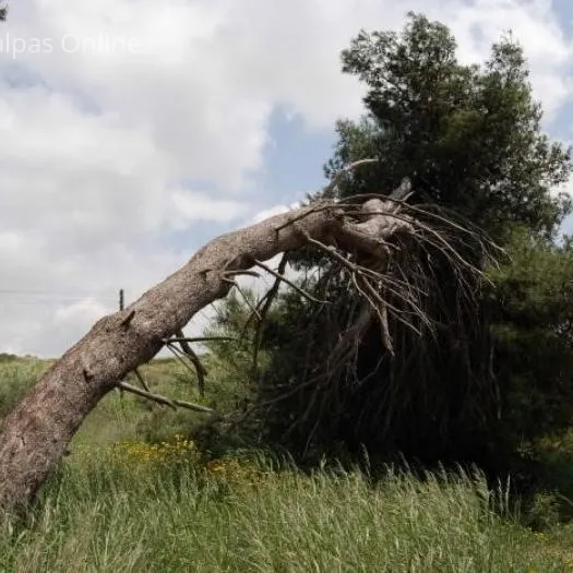 Fallen tree 1