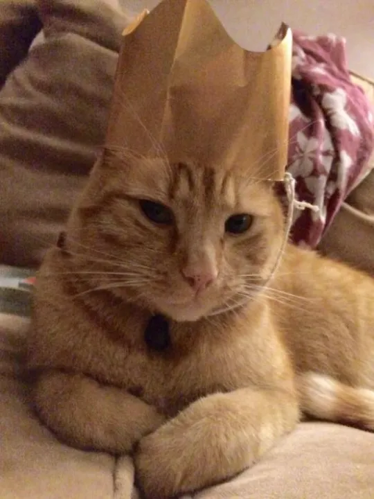 'Sammy' Lost Cat