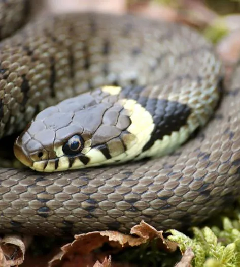 Grass Snake &ndash; Chris Gilbert (Great Blakmere)