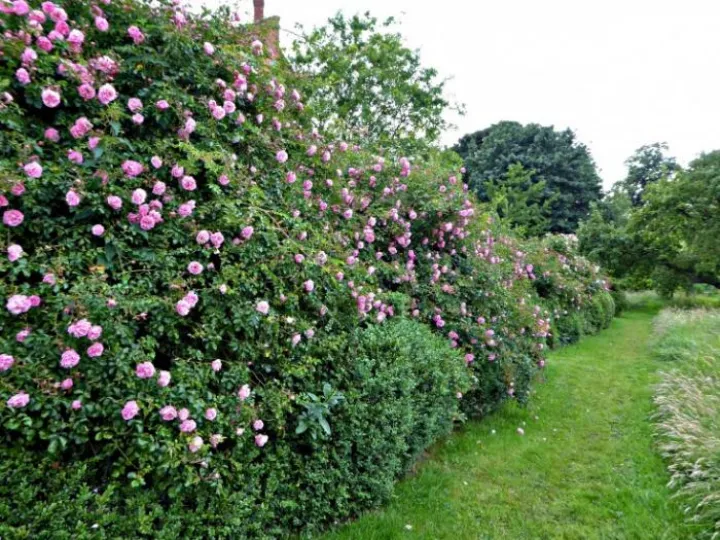 tattenhall-rambling-roses-gardenista-e1471281117744
