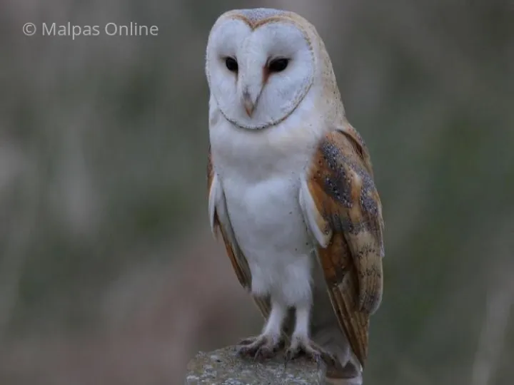 Adult Barn Owl (Latin Name &ndash; Tyto alba )