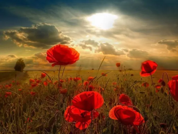 flowers-poppy-red-nature-beautiful-flower-cute-pink-desktop-background