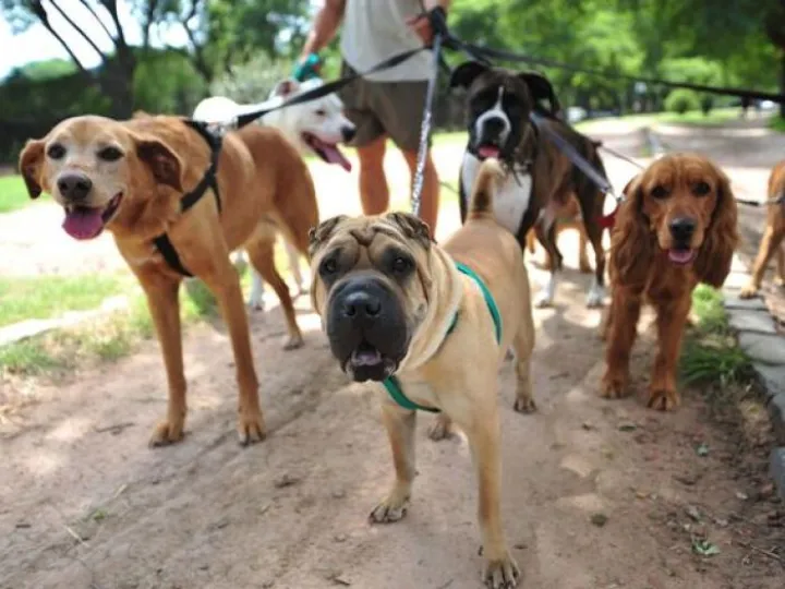 Dog owners