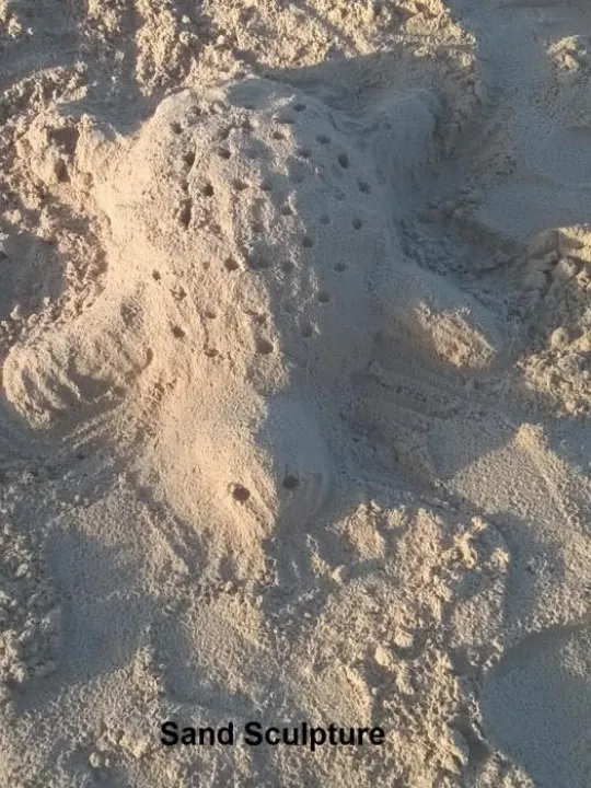 Turtle 2 ss