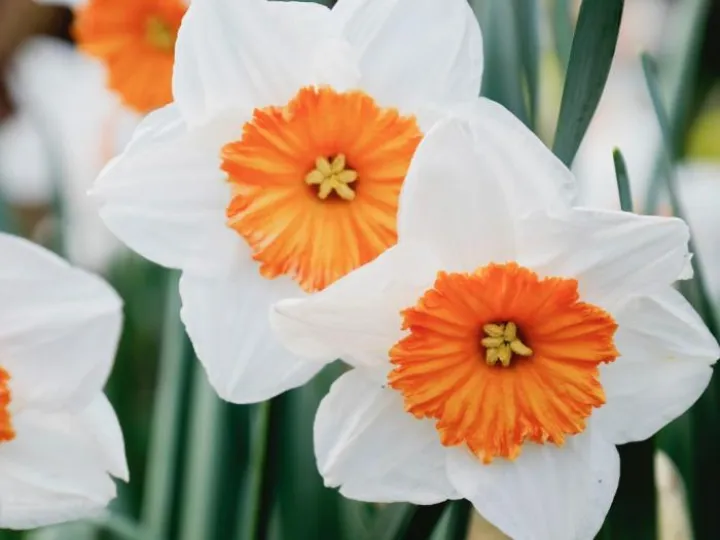 Daffodils2