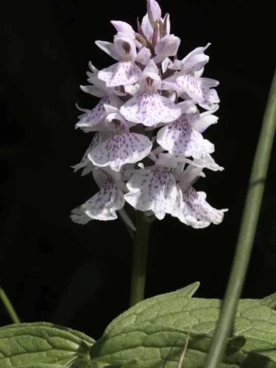 Orchid 4