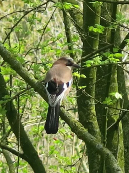 Spring in Tarvin woodland Fullsizeoutput_24c2
