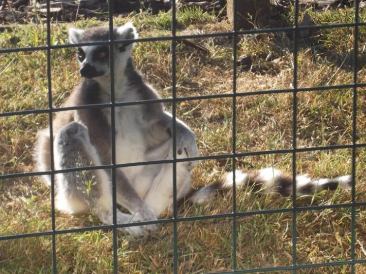 Ringtailed lemur