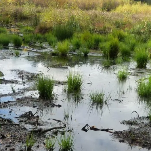 lost mosses of delamere