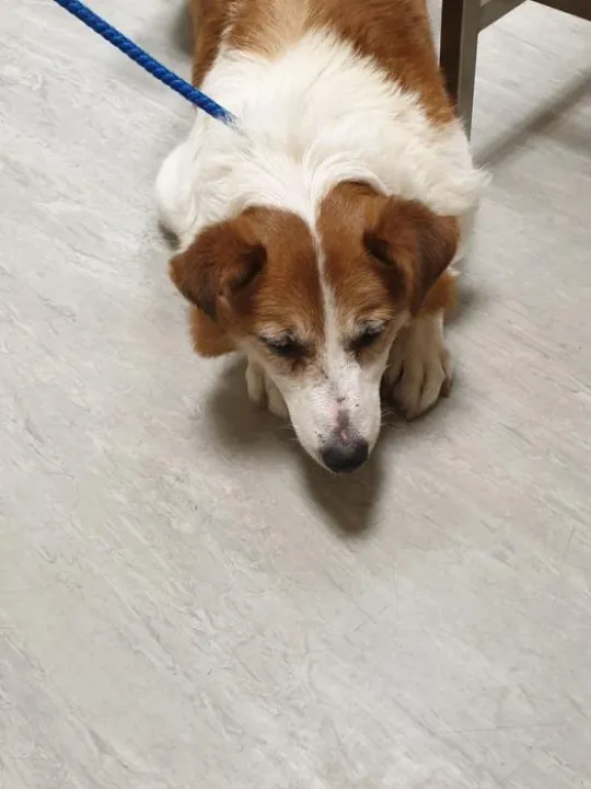 Found_dog