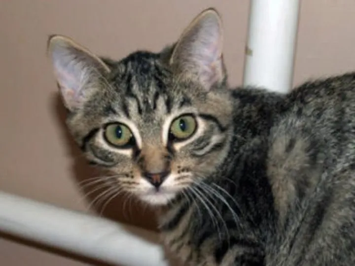 Tabby Cat 01
