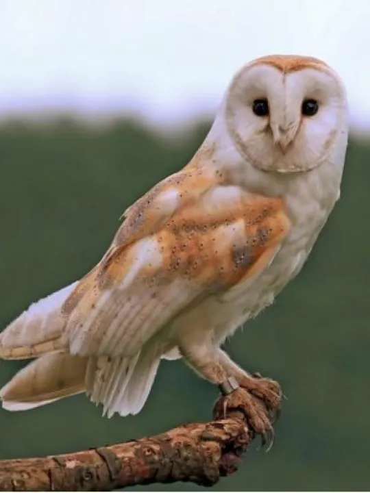 owls