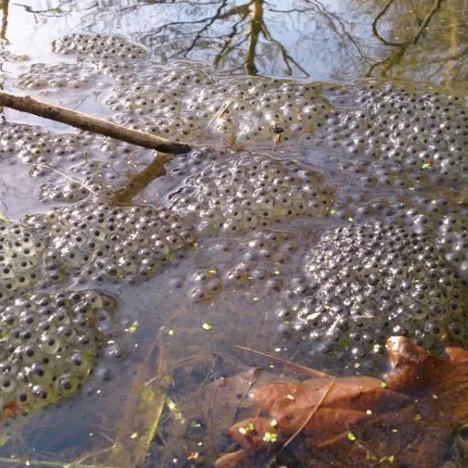 frog-spawn-m223042-M368009