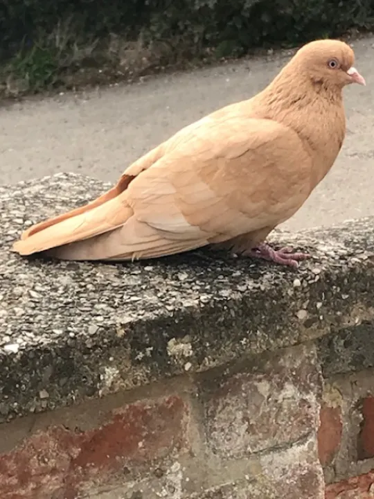 mansell bird