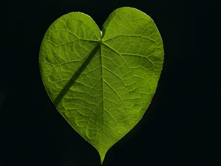 leaf