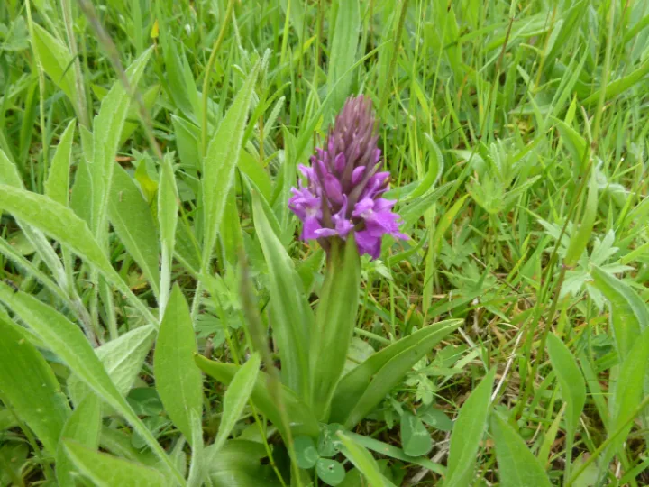 orchid
