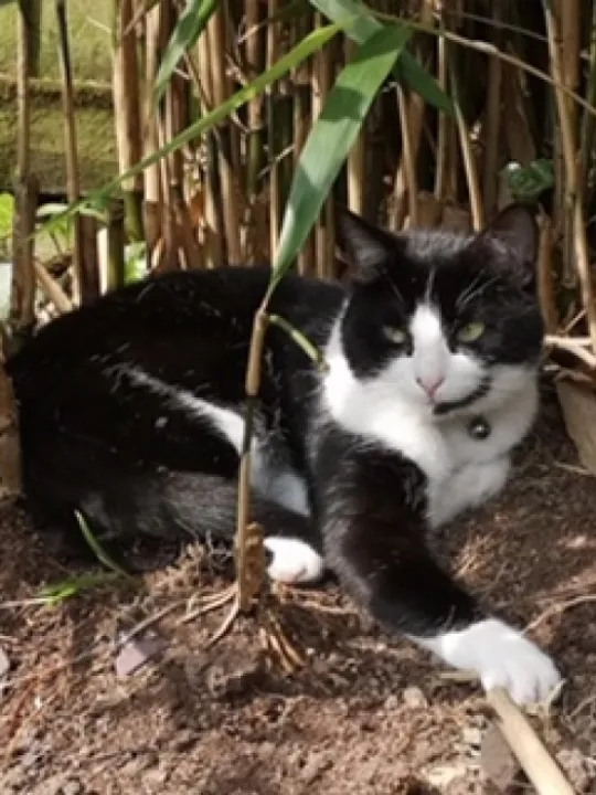 Cat 2