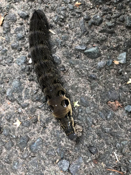 Stafford Street Nature Reserve
